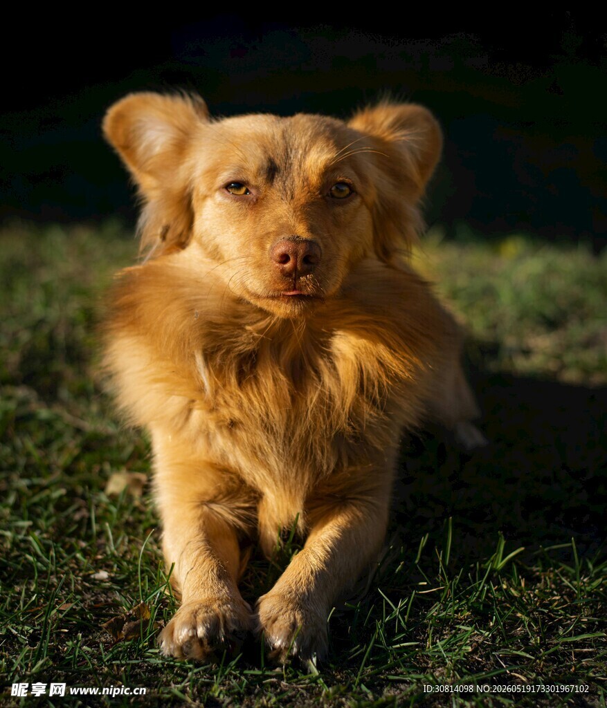 阳光下趴着的可爱长毛犬
