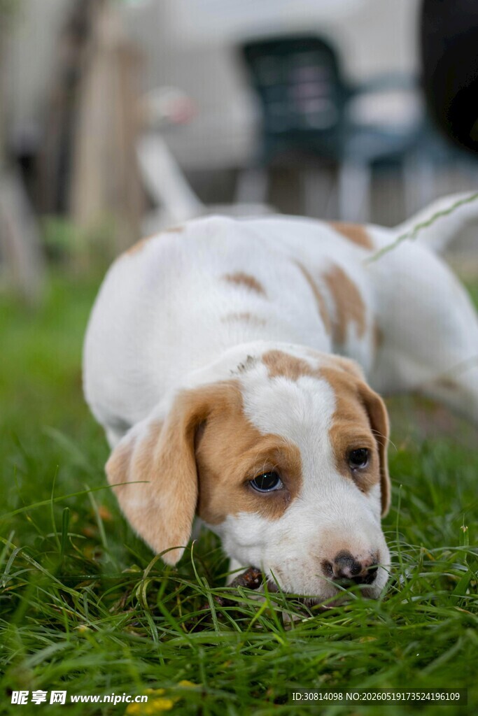 趴在草地上的可爱小猎犬