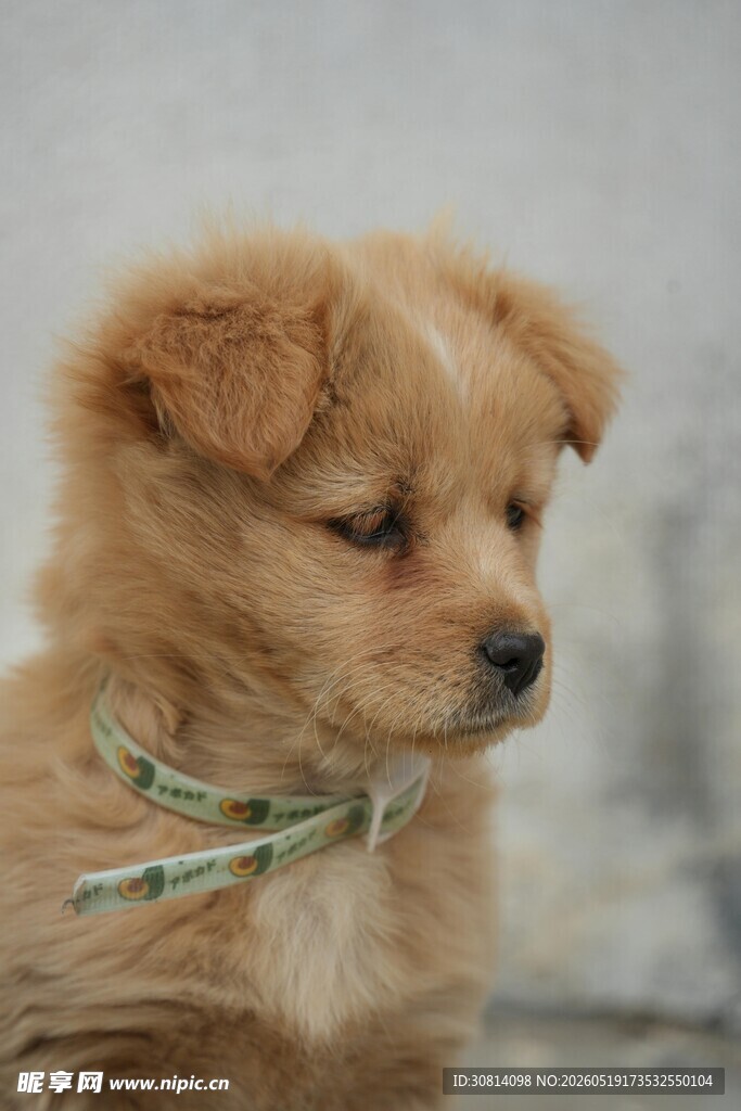 可爱幼犬系着彩色领结