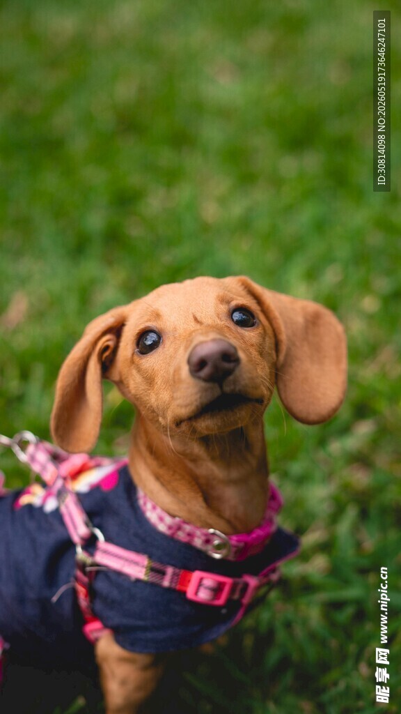 可爱小腊肠犬身着碎花衣