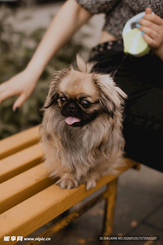 长椅上的可爱小狗