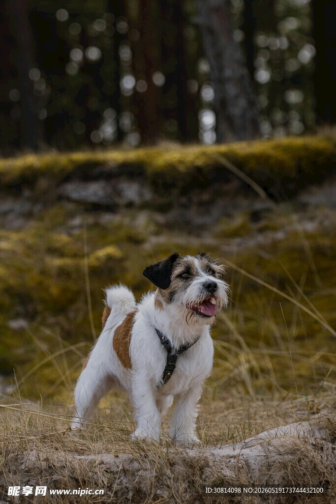 户外奔跑的可爱斗牛犬