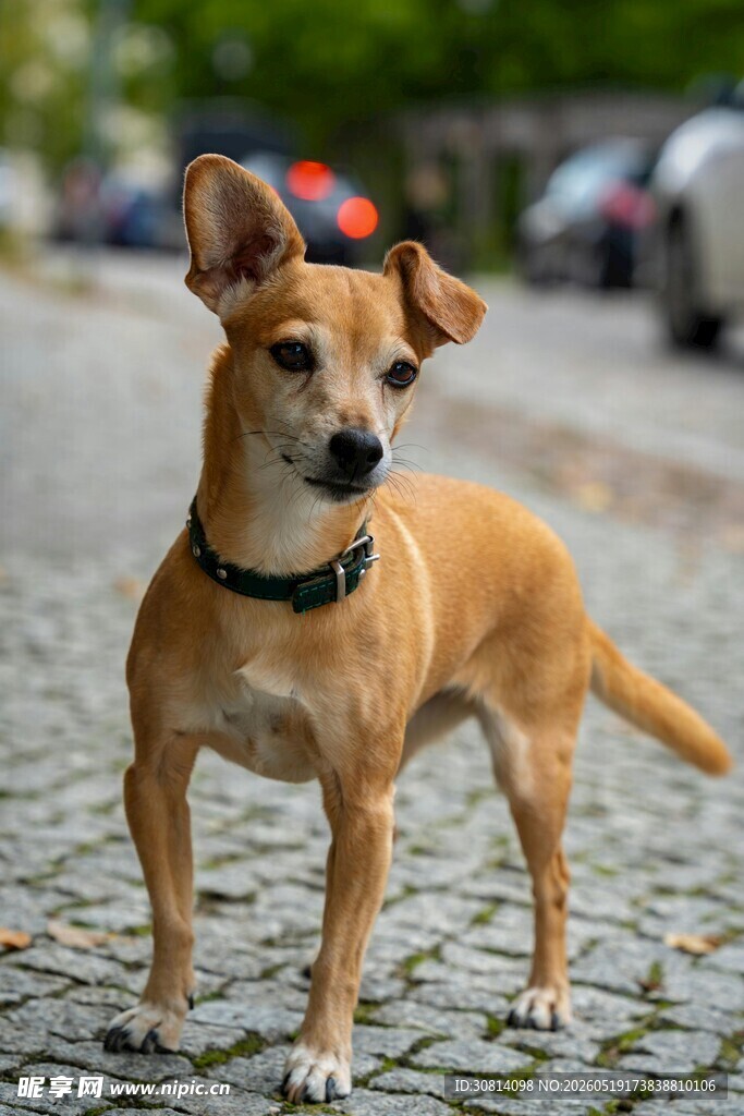 街头可爱小犬