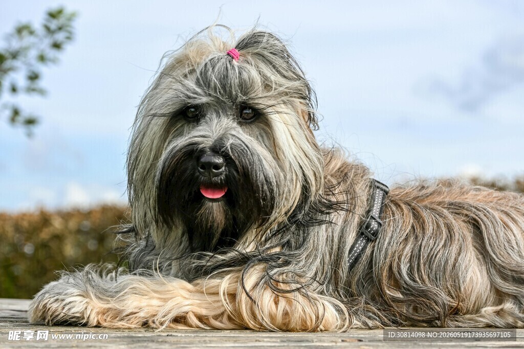 可爱长毛犬惬意趴卧