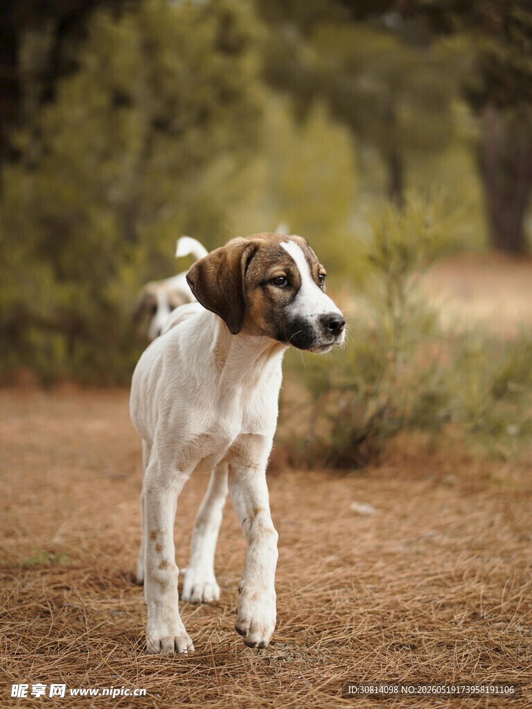 田野中的可爱猎犬
