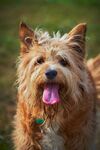 可爱卷毛犬吐舌卖萌