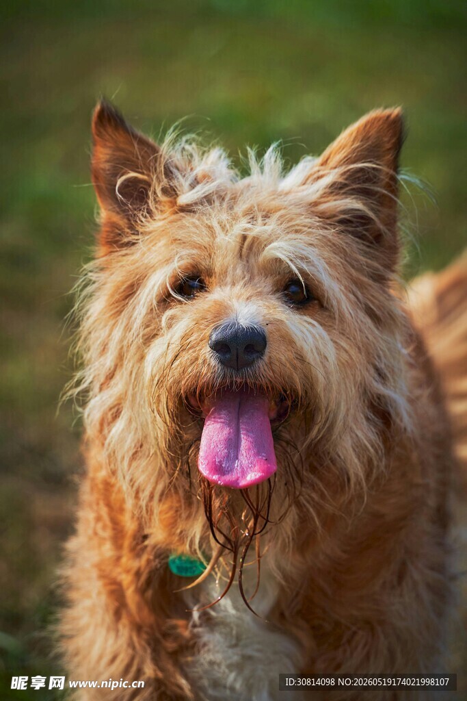 可爱卷毛犬吐舌卖萌