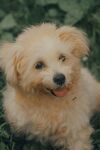 可爱小狗在绿意中微笑