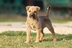 草地上的可爱幼犬