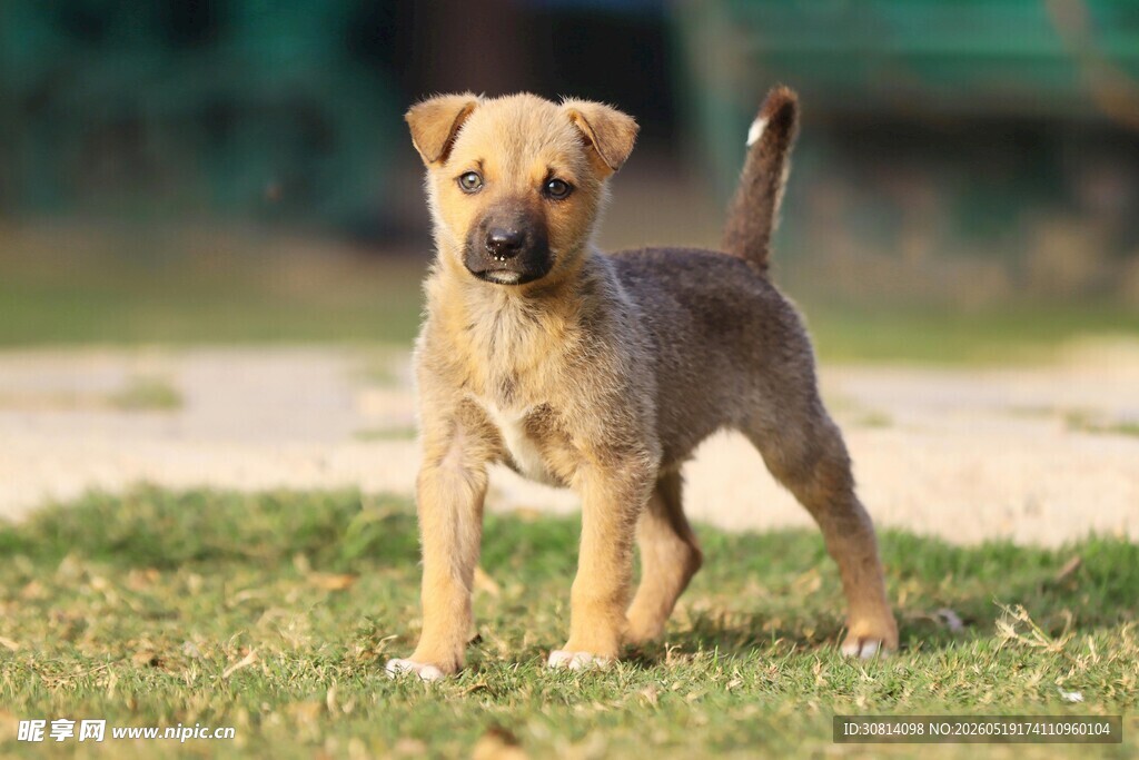 草地上的可爱幼犬