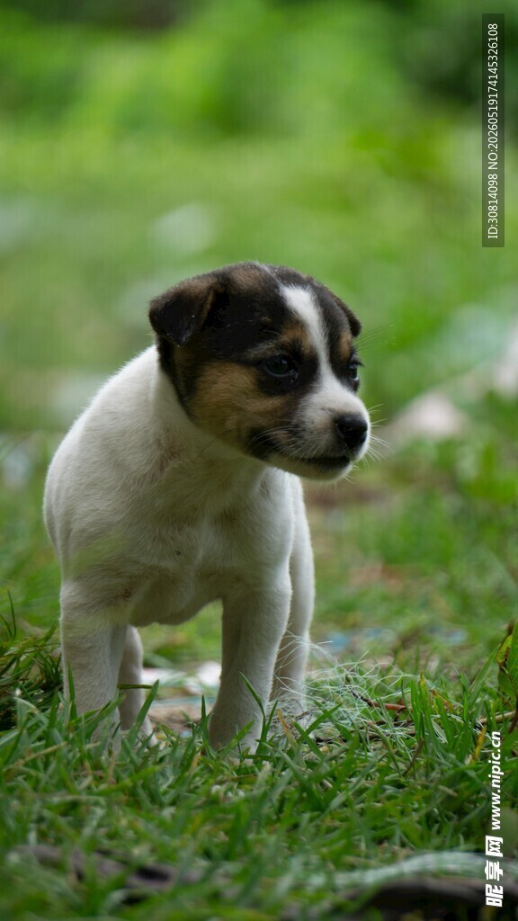 草地上的可爱小猎犬