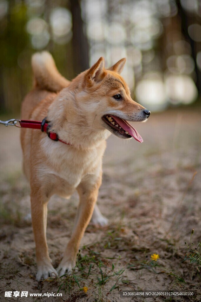 户外漫步的可爱柴犬