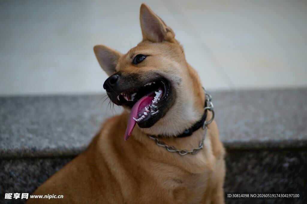 可爱棕犬开心吐舌