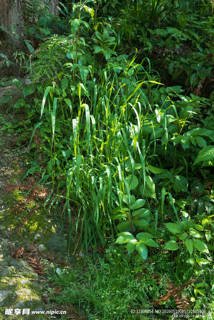 林间葱郁绿植生机盎然