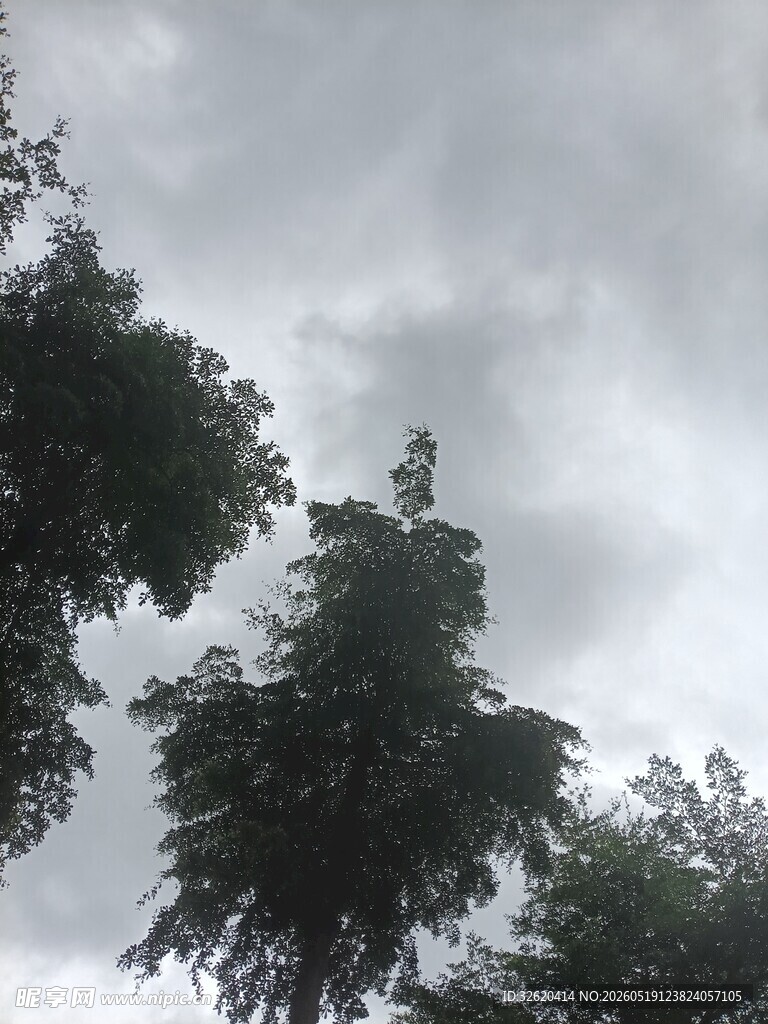树梢之上的阴云密布
