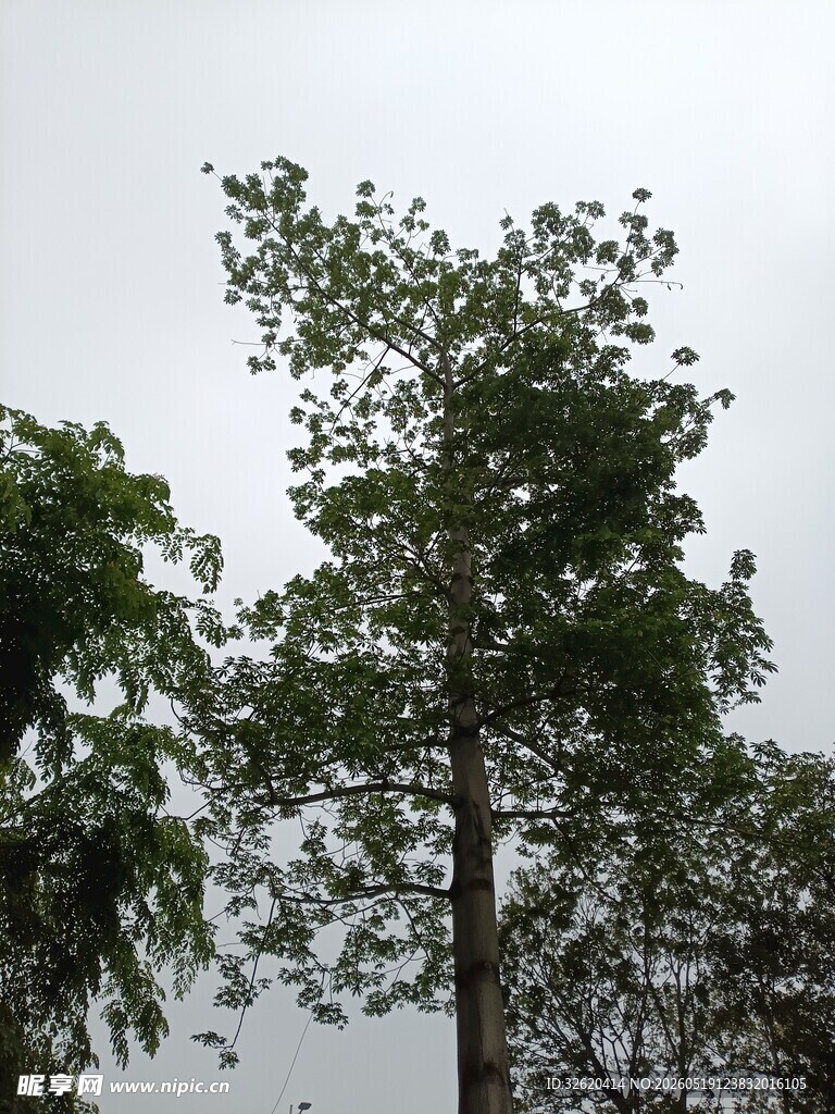 挺拔绿树映灰白天空