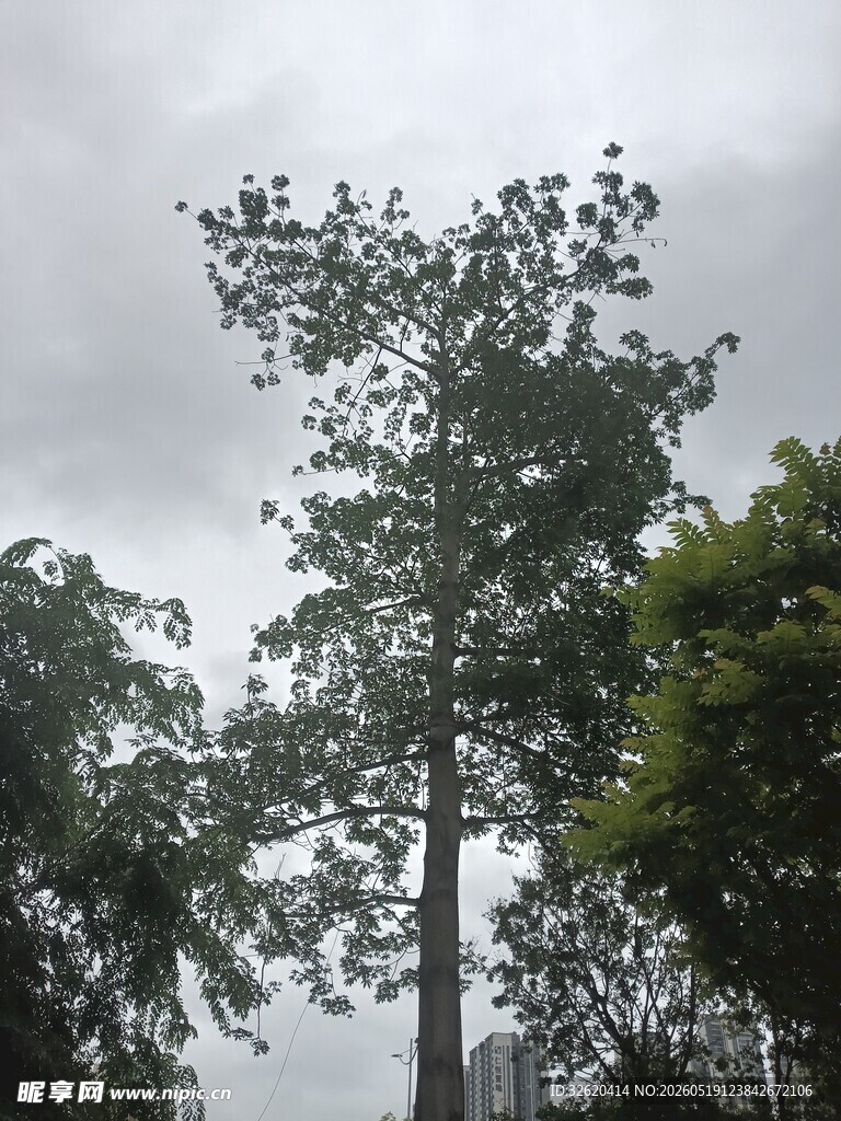 雨中挺拔树木景观