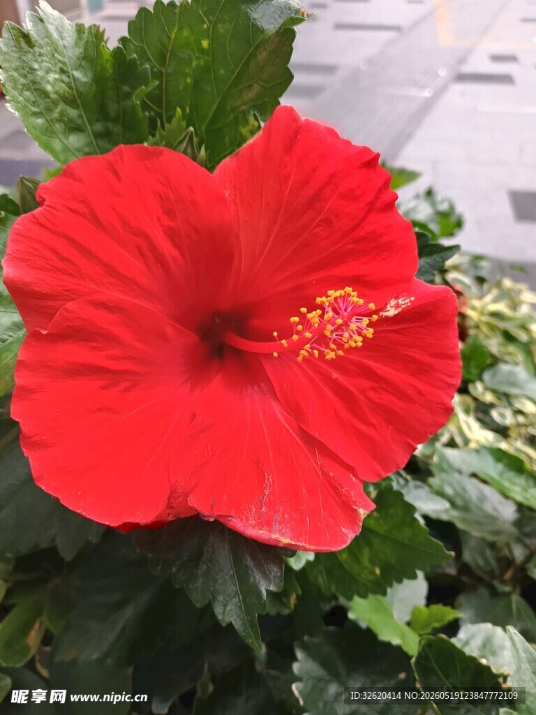 娇艳红扶桑花特写