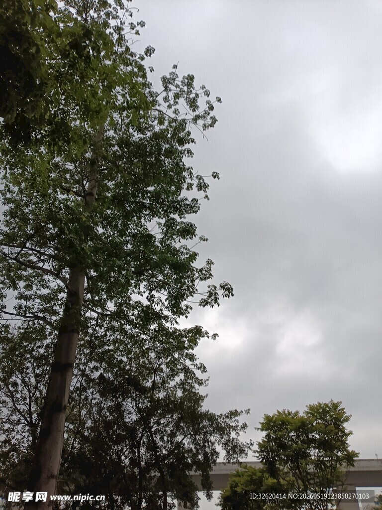 阴天里的树木景观