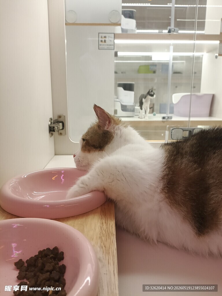 猫咪在粉色碗边进食