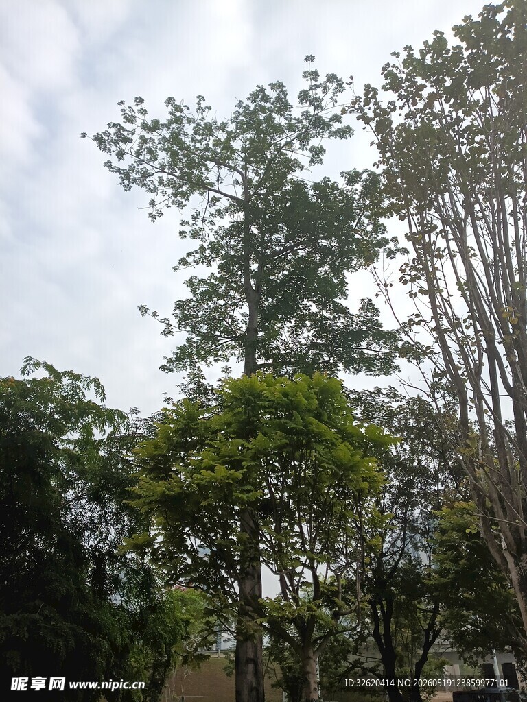 户外茂密树林景观