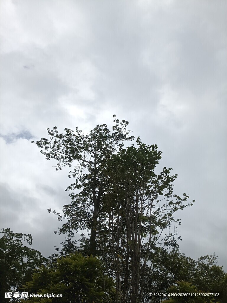 云雾中挺立的葱郁树木