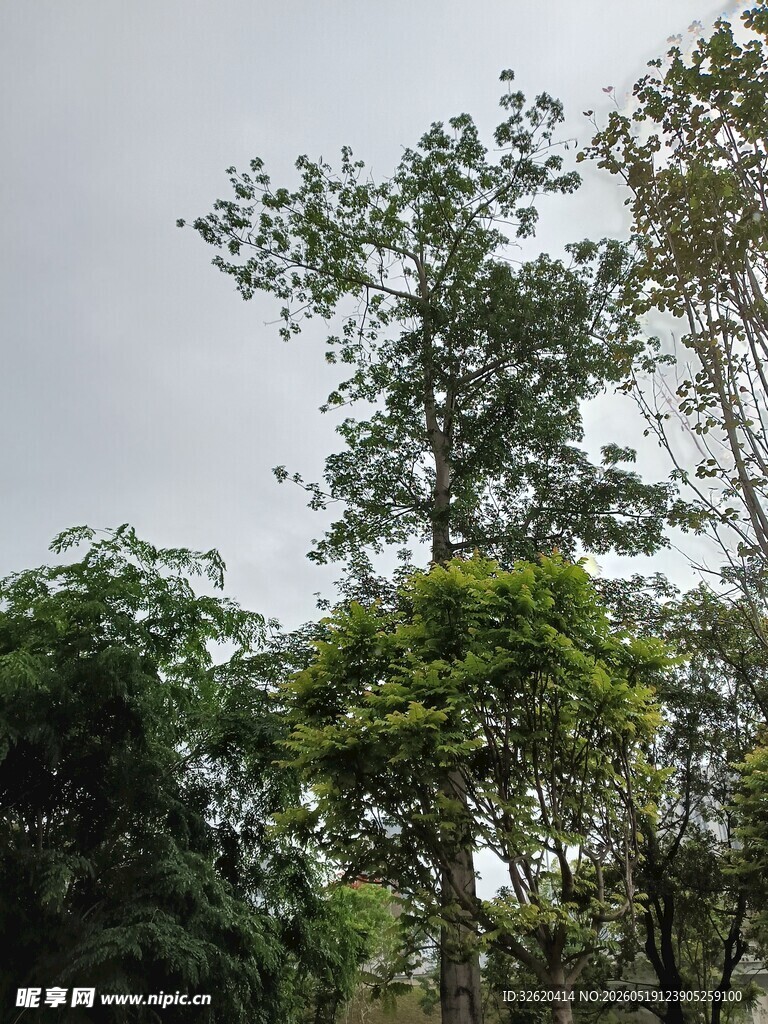 茂密树林中的葱郁树冠