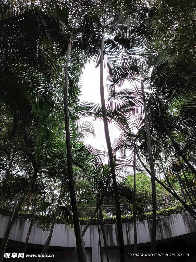 林间仰视之景