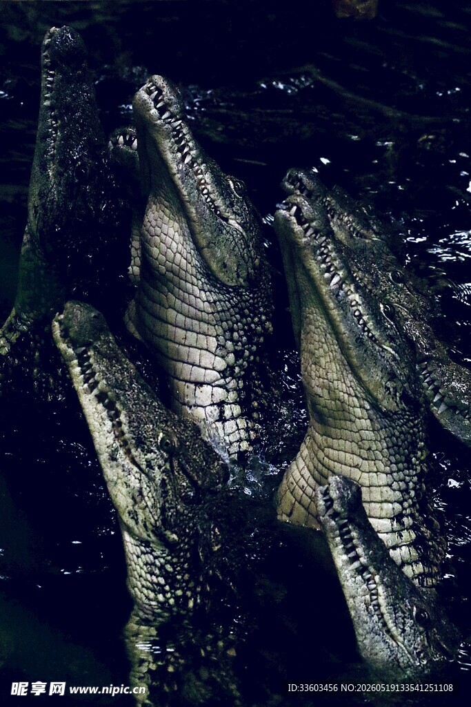 水中聚集的鳄鱼