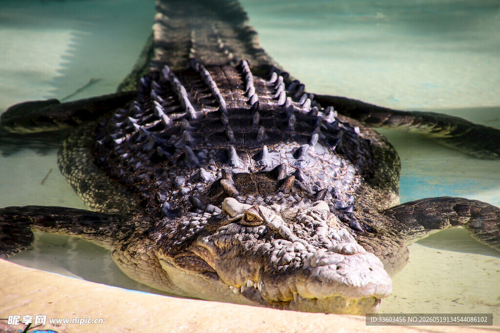 水中的鳄鱼