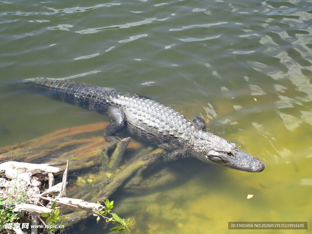 水中的鳄鱼