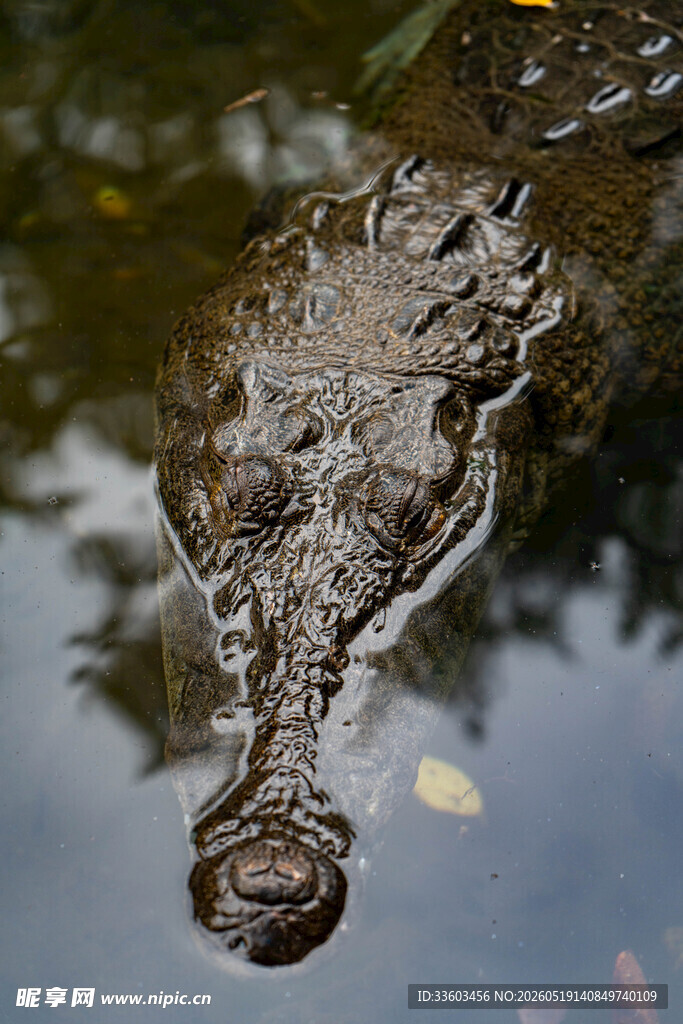 水中鳄鱼头部特写