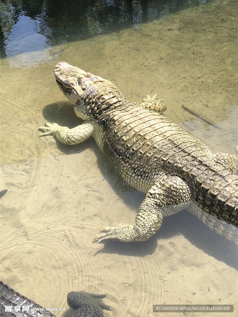 水中的鳄鱼