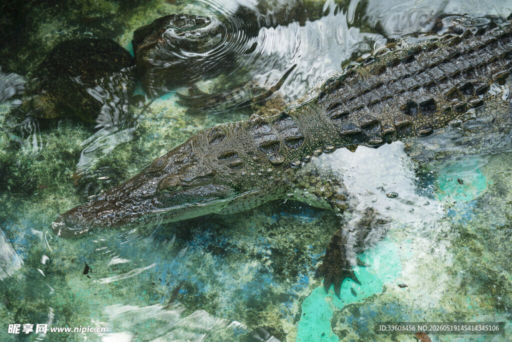水中鳄鱼特写