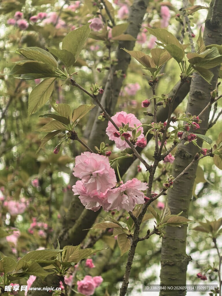 枝头绽放的粉嫩樱花