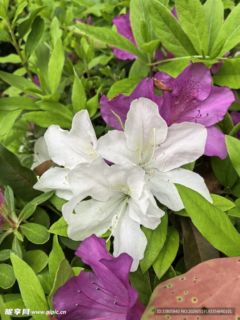 白色杜鹃花绽放绿叶间