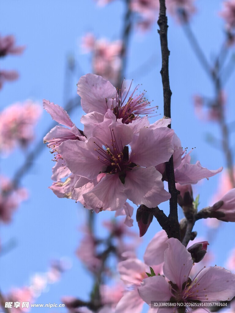 枝头绽放的粉嫩桃花