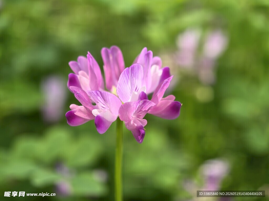 独株粉花绽放于绿野