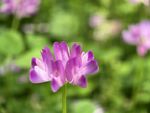 紫色小花绽放于绿野