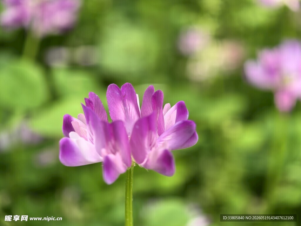 紫色小花绽放于绿野