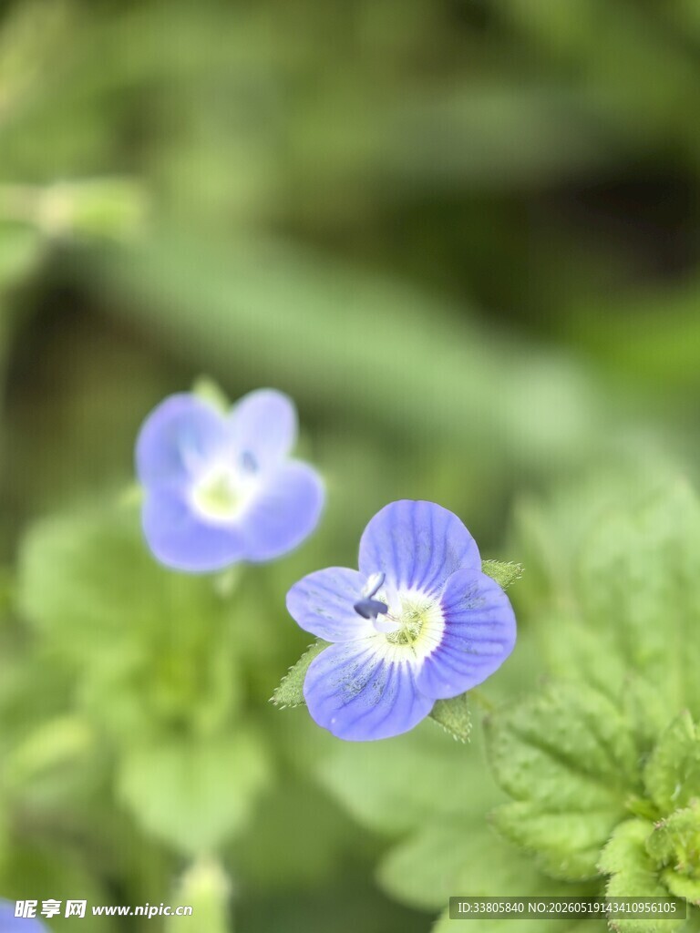 蓝花绿叶的清新小景致