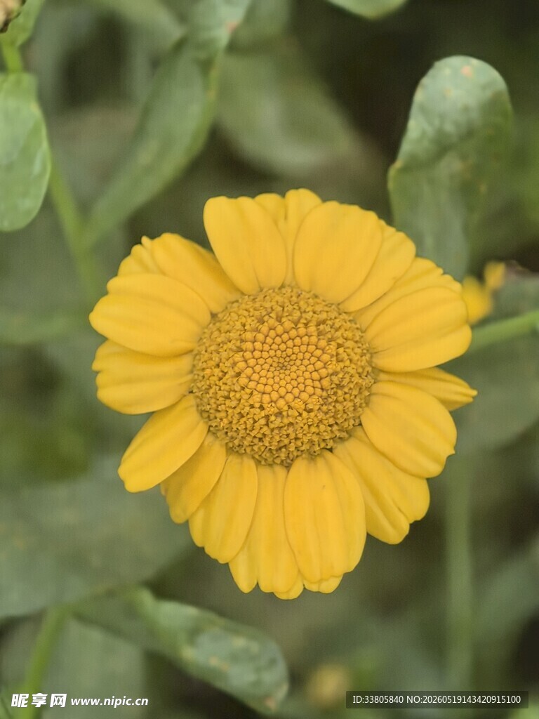 黄色雏菊特写