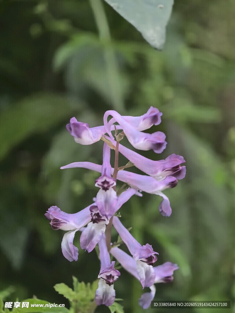 紫色奇特花朵特写