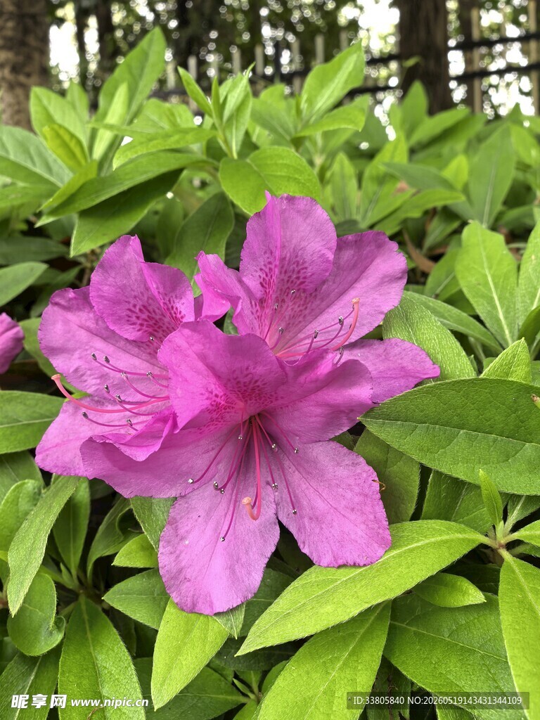 娇艳绽放的紫色杜鹃花