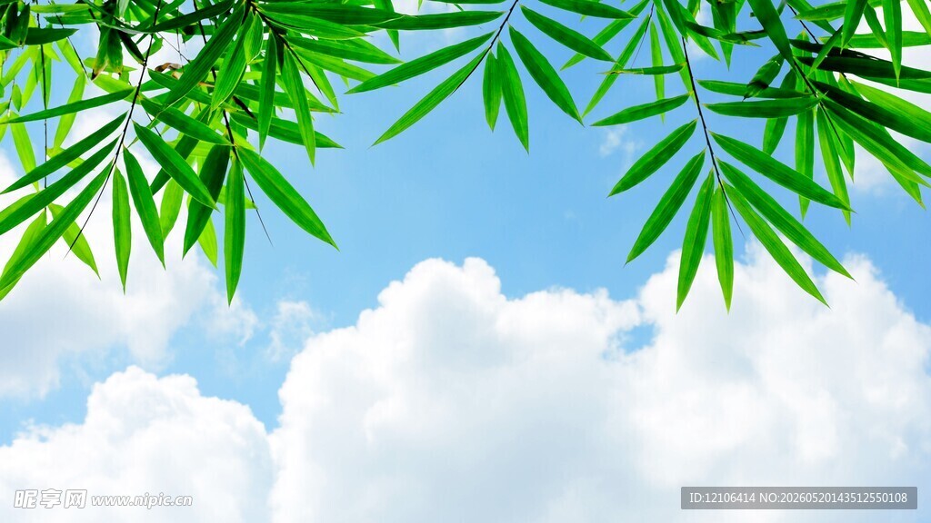 蓝天白云下的翠绿竹叶