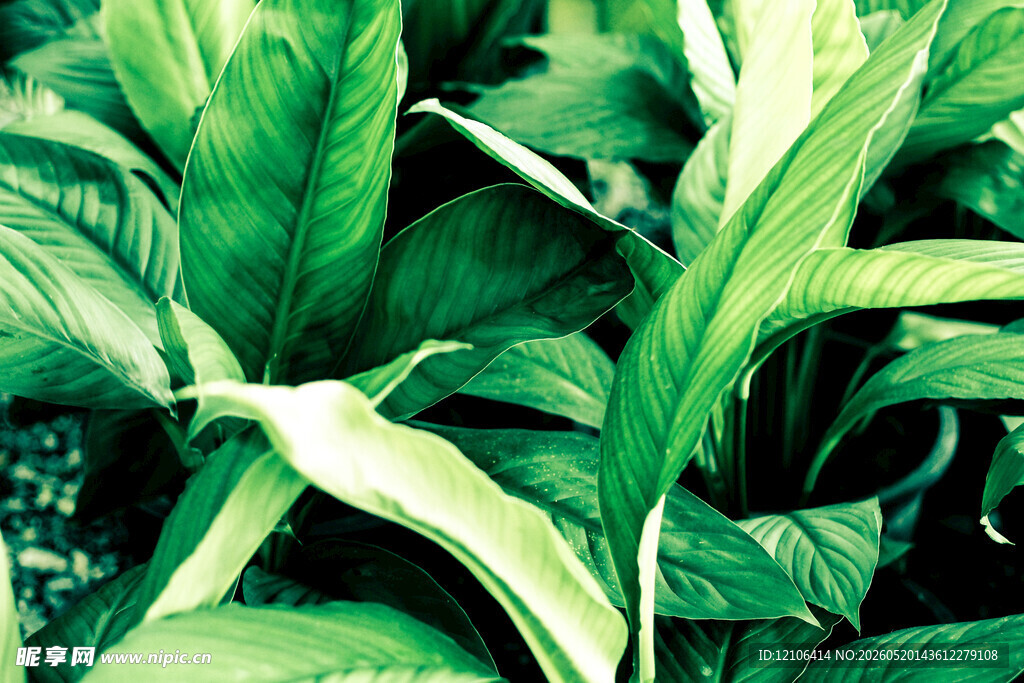 翠绿繁茂的热带绿植叶片