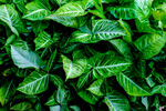 翠绿叶片植物特写