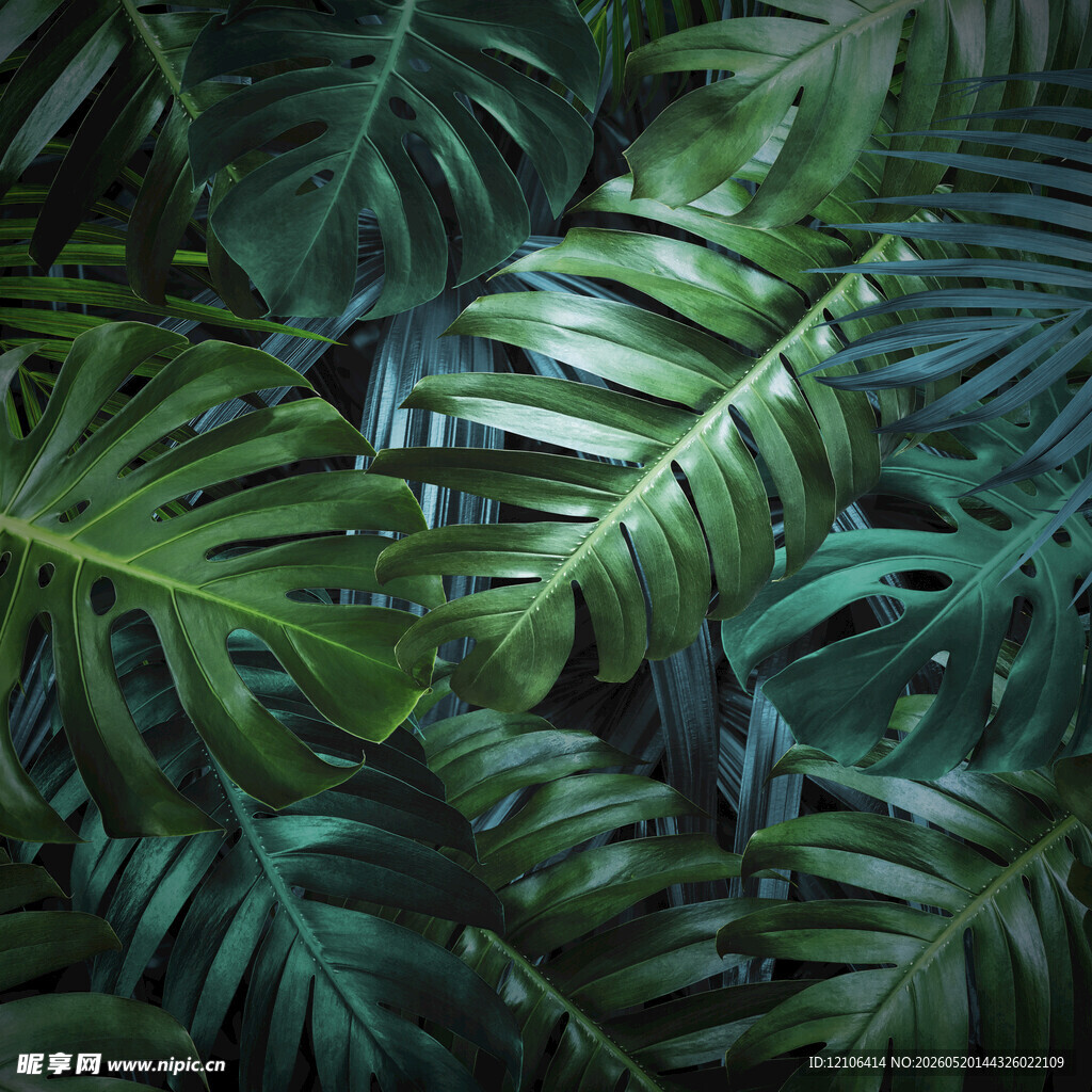 热带阔叶植物背景图