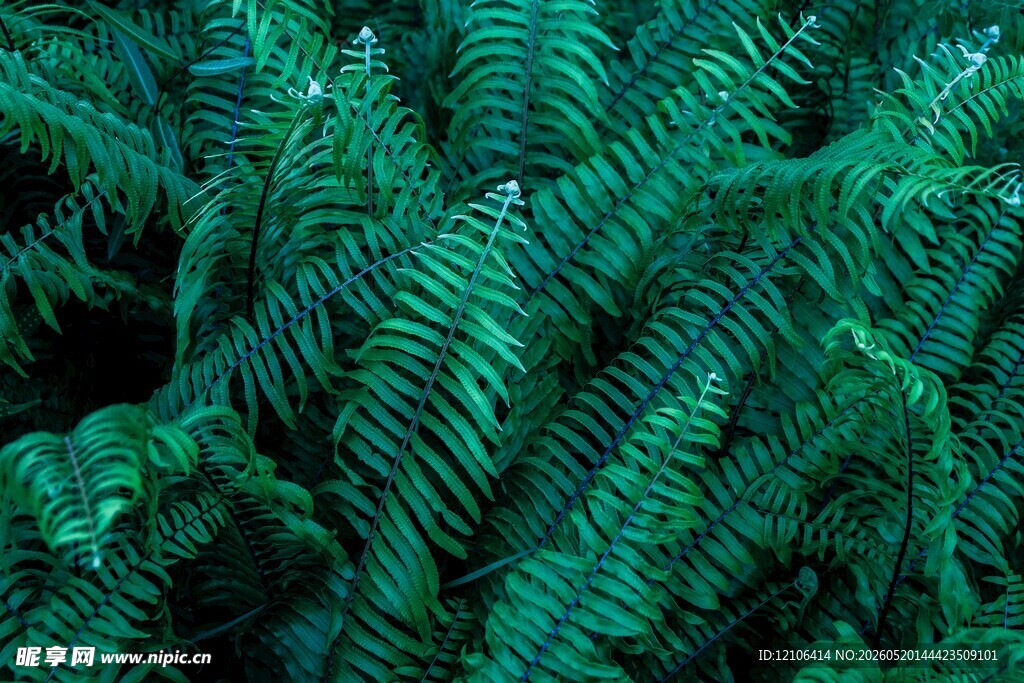 翠绿蕨类植物特写