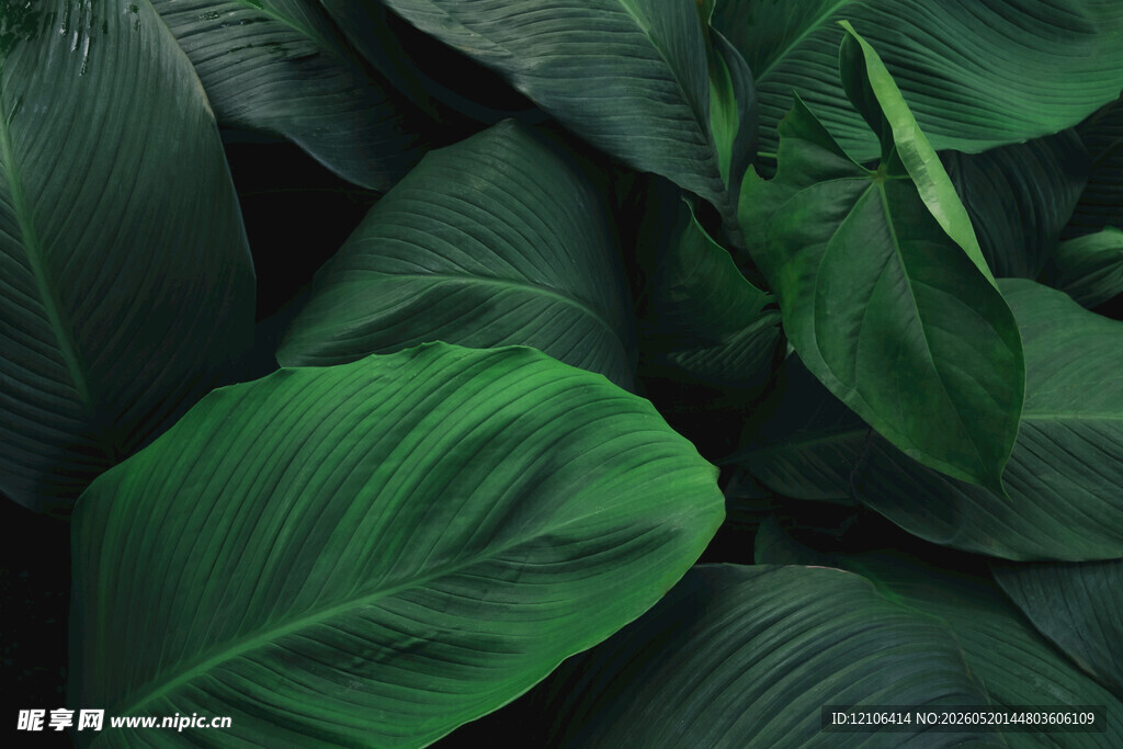 翠绿叶片特写